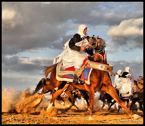 فرسان الصحراء